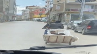 Motosiklete bağladıkları çekçek arabasıyla çocuklarını böyle taşıdılar