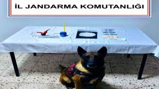 Narkotik köpek ‘Kont destekli uyuşturucu operasyonu