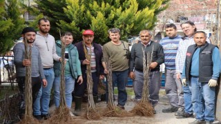 Nazillide 16 mahallede 10 bin incir fidanı dağıtıldı