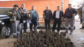 Nazillide 30 bin incir fidanı toprakla buluşuyor