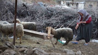 Nurdağında 605 saat sonra 5 koyun sağ çıkarıldı