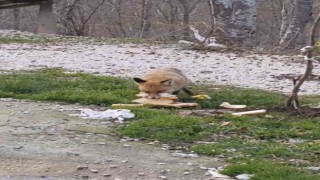 Önlerine çıkan tilkiyi beslediler