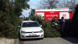 Orduda fırtına: Devrilen ağaç, otomobil ve iş yerine hasar verdi
