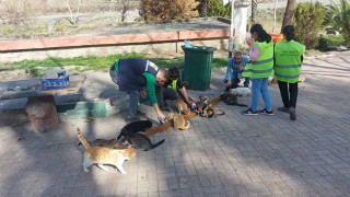 Osmaniye Belediyesi sokak hayvanlarına mama desteği veriyor