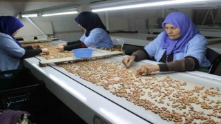 Osmaniyede fabrikalar yer fıstığı üretimi için mesai yapıyor
