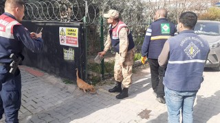 Osmaniye'de Kafedeki mahsur kalan kedi kurtarıldı