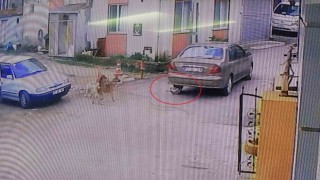 Otomobiliyle köpeği ezdi, arkasına bakmadan uzaklaştı