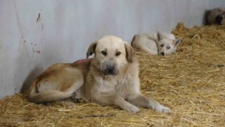 (Özel) Çanakkalede kırsaldaki 10 bin sokak hayvanı kısırlaştırılacak