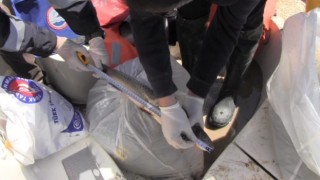 Prof. Dr. Veysel Eroğlu Ilısu Barajında balık stok verim tahmin çalışmaları yapıldı