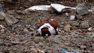 Sahipsiz kalan cins güvercinler deprem enkazında yem aradı