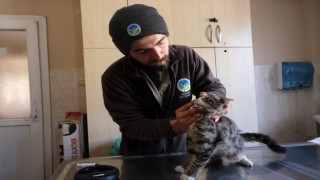Sakaryalı veteriner ekipleri Antakyada can dostlarının yaralarını sarıyor