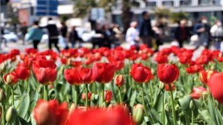 Samsuna 675 bin çiçek dikilecek