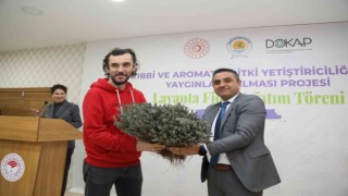 Samsunda 225 bin lavanta fidesi dağıtıldı
