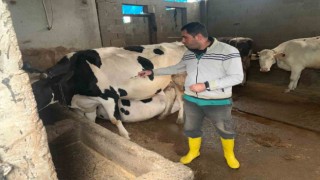 Şap hastalığına karşı aşılama devam ediyor