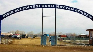 Şap hastalığından dolayı Iğdır hayvan pazarı kapatıldı