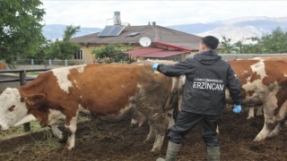 SAT-2 serotipi şap hastalığı korunma yöntemleri