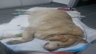 Şehrin maskotu olan köpek için destek bekliyorlar