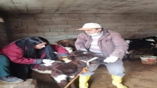 Siirtte hayvan pazarı ikinci bir emre kadar kapatıldı