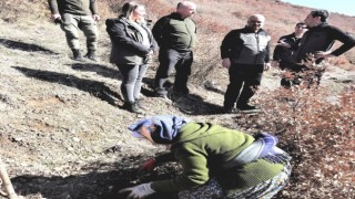 Simavda 70 bin fidan toprakla buluşuyor