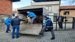 Simavlı çiftçiler, deprem bölgesine 73 küçükbaş ve 1 büyükbaş hayvan bağışı yaptı