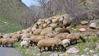 Sınırda baharın gelişiyle ahırlardan çıkarılan hayvanlar meraya salındı