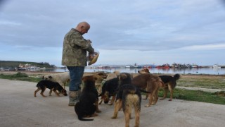 Sinop Demirci Köyü Limanında başıboş köpek sorunu