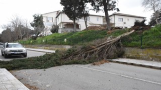 Sinopta fırtına ağaç yıktı
