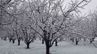 Sivaslıda yağan kar meyve ağaçlarını olumsuz etkiledi