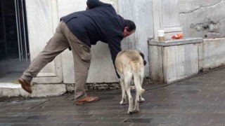 Sokak köpekleri İstiklal Caddesindeki bir lokantanın müdavimi oldu