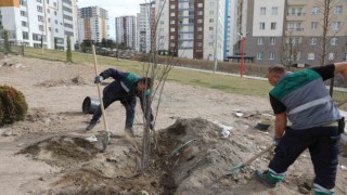 Talasta ağaçlandırma sezonu açıldı