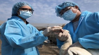 Tayvanda kuş gribi alarmı: 36 bin 766 tavuk itlaf edildi