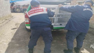 Tokatta yaralı yavru köpek tedavi altına alındı