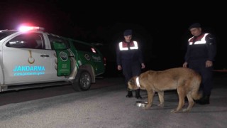 Trafik kazalarına sebep oluyordu, köpeklere reflektörlü tasma takıldı