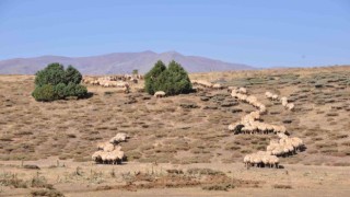 Tuncelide il içi ve il dışı hayvan hareketleri yasaklandı