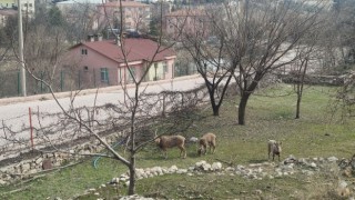 Tuncelide yaban keçileri sokakları mesken tuttu