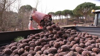 Türkiyenin çam fıstığı deposu Bergamada hasat telaşı