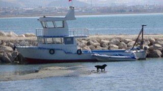 Van Gölü seviye kaybediyor: Sahildeki kum adalarının sayısı arttı