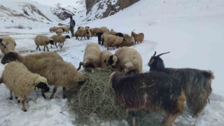 Vanda besicilerin zorlu kış mesaisi