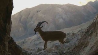 Vanda nesli tehlikede olan yaban keçileri fotokapana takıldı