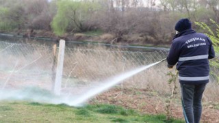 Yaahşihanda larva ilaçlaması sürüyor