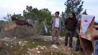 Yaban keçisi özgürlüğe böyle zıpladı