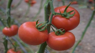 Yerli ve milli tohumdan üretilen domatesler çiftçiye tanıtıldı