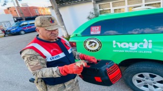 Yolcu otobüsünde 15 sincap yavrusu ele geçirildi