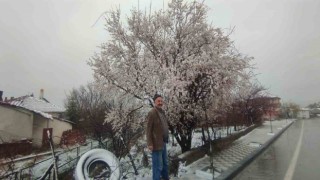 Yozgatta çiçek açan erik ağacı kar altında kaldı