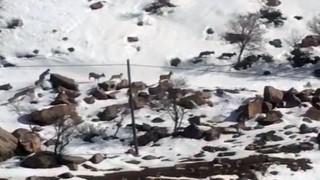 Yüksekovada dağ keçileri sürü halinde görüntülendi