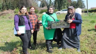 150 bin adet dağ çileği fidesi üreticilere dağıtıldı