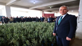 40 bin zeytin fidanı atıl tarım arazileriyle buluşacak
