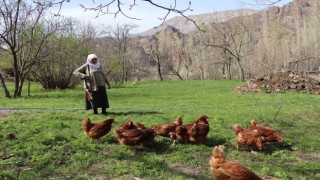 68 yaşındaki Gülistan teyze, omzunda tüfekle tavuk nöbeti tutuyor