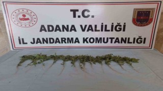 Adanada 46 kök kenevir ele geçirildi