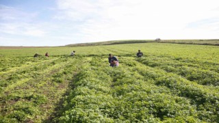 Adanada kadın kooperatifi üreticiyi destekliyor